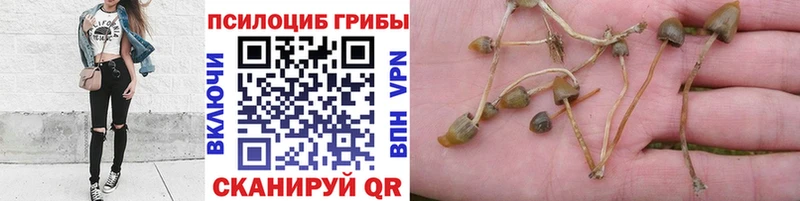 Псилоцибиновые грибы MAGIC MUSHROOMS  mega рабочий сайт  Шали 